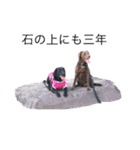 黒ラブVivi＆チョコラブKelly（個別スタンプ：12）