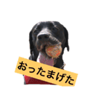 黒ラブVivi＆チョコラブKelly（個別スタンプ：14）