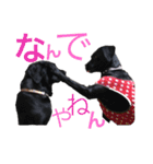 黒ラブVivi＆チョコラブKelly（個別スタンプ：20）