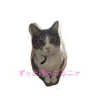 5ニャンと下僕の日々。（個別スタンプ：2）