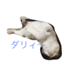 5ニャンと下僕の日々。（個別スタンプ：4）