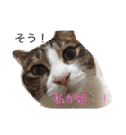 5ニャンと下僕の日々。（個別スタンプ：6）
