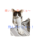 5ニャンと下僕の日々。（個別スタンプ：9）
