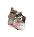 5ニャンと下僕の日々。（個別スタンプ：10）