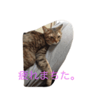 5ニャンと下僕の日々。（個別スタンプ：11）