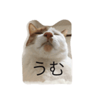 5ニャンと下僕の日々。（個別スタンプ：14）