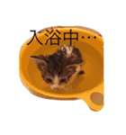 5ニャンと下僕の日々。（個別スタンプ：15）