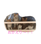 5ニャンと下僕の日々。（個別スタンプ：16）
