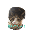 5ニャンと下僕の日々。（個別スタンプ：19）