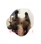 5ニャンと下僕の日々。（個別スタンプ：20）