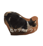 5ニャンと下僕の日々。（個別スタンプ：22）