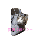 5ニャンと下僕の日々。（個別スタンプ：23）