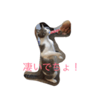 5ニャンと下僕の日々。（個別スタンプ：24）