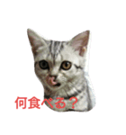 アメショのcocoちゃん❤️（個別スタンプ：4）