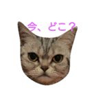 アメショのcocoちゃん❤️（個別スタンプ：11）