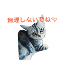 アメショのcocoちゃん❤️（個別スタンプ：16）