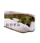 ショコラ隊長（個別スタンプ：6）