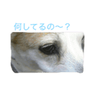 雑種犬チロ（個別スタンプ：3）