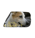 雑種犬チロ（個別スタンプ：6）