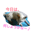 雑種犬チロ（個別スタンプ：21）