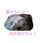 雑種犬チロ（個別スタンプ：22）