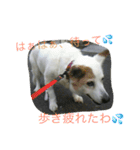 雑種犬チロ（個別スタンプ：27）