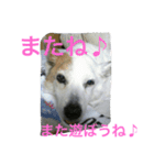 雑種犬チロ（個別スタンプ：31）