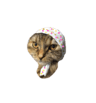 DARUMAsan is the CAT（個別スタンプ：1）