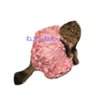 DARUMAsan is the CAT（個別スタンプ：2）
