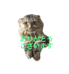 DARUMAsan is the CAT（個別スタンプ：3）