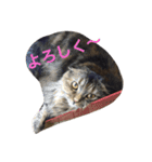 DARUMAsan is the CAT（個別スタンプ：4）