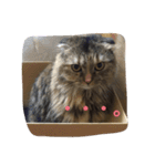 DARUMAsan is the CAT（個別スタンプ：5）