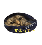 DARUMAsan is the CAT（個別スタンプ：6）