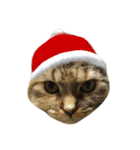 DARUMAsan is the CAT（個別スタンプ：7）