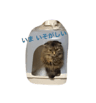 DARUMAsan is the CAT（個別スタンプ：10）