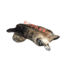 DARUMAsan is the CAT（個別スタンプ：11）