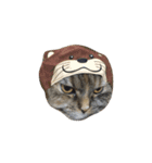 DARUMAsan is the CAT（個別スタンプ：12）