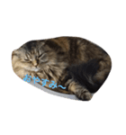 DARUMAsan is the CAT（個別スタンプ：13）