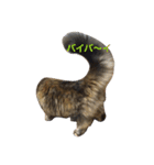 DARUMAsan is the CAT（個別スタンプ：14）