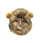 DARUMAsan is the CAT（個別スタンプ：15）