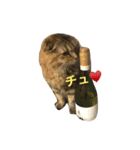 DARUMAsan is the CAT（個別スタンプ：16）