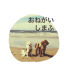 みかんとこむぎ何かと使えるスタンプ（個別スタンプ：5）