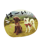 みかんとこむぎ何かと使えるスタンプ（個別スタンプ：16）