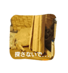 犬なんです...（個別スタンプ：1）