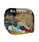 犬なんです...（個別スタンプ：4）