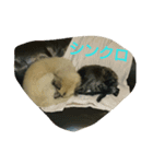 犬なんです...（個別スタンプ：6）