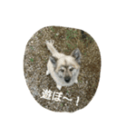 犬なんです...（個別スタンプ：8）
