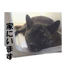 甲斐犬 玄米 （写真編）（個別スタンプ：16）