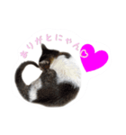 mimi7.1（個別スタンプ：1）