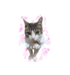 mimi7.1（個別スタンプ：5）